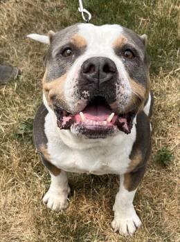 Rocky -  American Bulldog Dog for Adoption in Salem, Oregon - Rocky | PetCurious