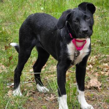 Sable -  Black Labrador Retriever and Border Collie Dog for Adoption in Concord, New Hampshire - Sable | PetCurious