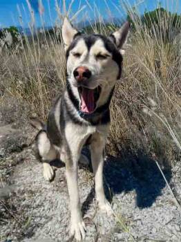 Rescue Siberian Husky Dogs for Adoption in Walnut Creek, California - Frankie Avalon | PetCurious