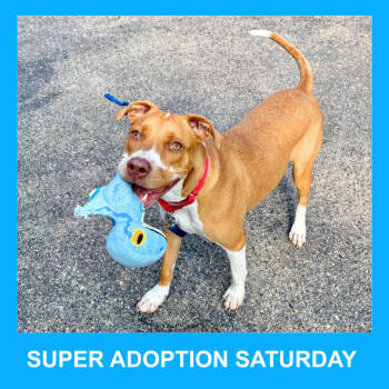 Rescue Mixed Breed Dogs for Adoption in Chicago, Illinois - Ear Bud | PetCurious