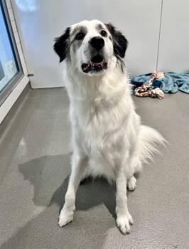 BEIGNET -  Great Pyrenees Dog for Adoption in San Francisco, California - BEIGNET | PetCurious