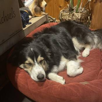 Border Collie Dogs Available for Adoption in South Elgin, Illinois - Tuffy - Home To Home | PetCurious