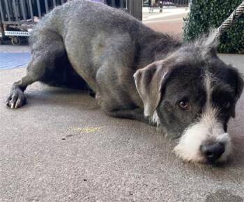 61752631 -  Fox Terrier and Mixed Breed Dog for Adoption in El Paso, Texas - 61752631 | PetCurious