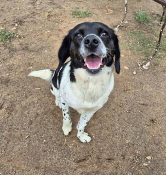 Morticia Addams -  Beagle Dog for Adoption in Metairie, Louisiana - Morticia Addams | PetCurious