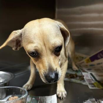 Mixed Breed Dogs Available for Adoption - Sugar | PetCurious