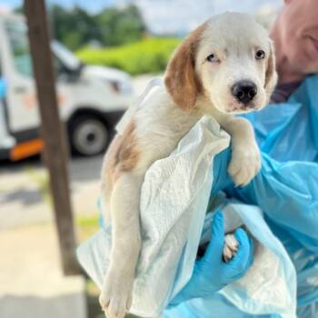 Chester -  Mixed Breed Dog for Adoption in Hendersonville, North Carolina - Chester | PetCurious