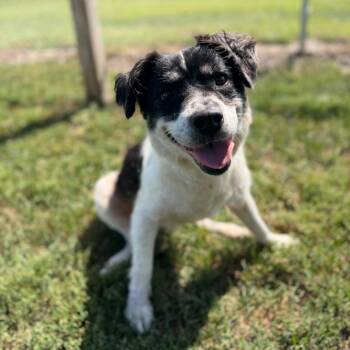 Moo -  Australian Shepherd and Mixed Breed Dog for Adoption in Weldon, Illinois - Moo | PetCurious