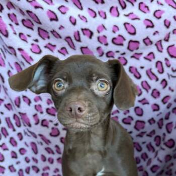 Chihuahua Dogs Available for Adoption - Oriana Christie | PetCurious
