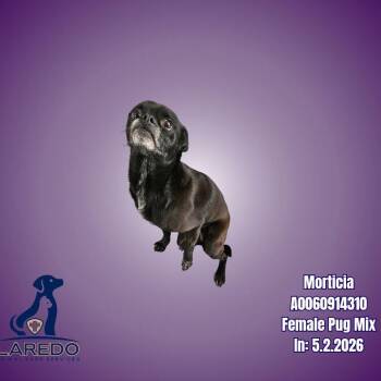 Summer Shandy -  Pug Dog for Adoption in Bedford Park, Illinois - Summer Shandy | PetCurious