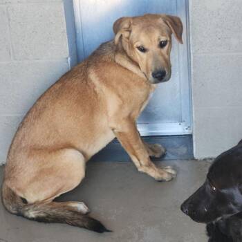 Lemon -  Shepherd and Labrador Retriever Dog for Adoption in Kingman, Arizona - Lemon | PetCurious
