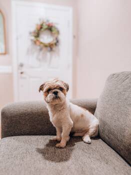 Waffles -  Shih Tzu Dog Available for Adoption in Goodyear, Arizona - Waffles | PetCurious