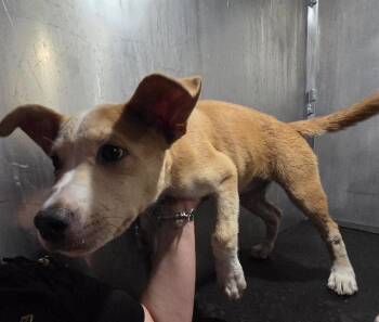 THING 1 -  American Staffordshire Terrier Dog for Adoption in San Antonio, Texas - THING 1 | PetCurious