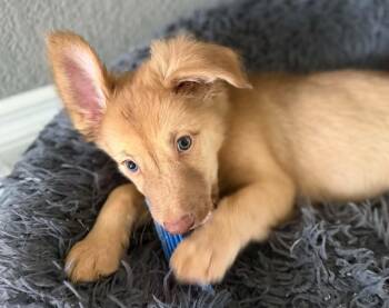 Blanket -  German Spitz Dog for Adoption in Phoenix, Arizona - Blanket | PetCurious