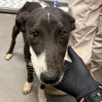 Rescue Labrador Retriever Dogs for Adoption in Yuma, Arizona - Eric | PetCurious