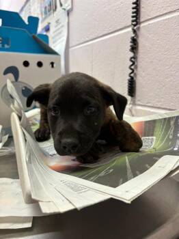 Mixed Breed Dogs Available for Adoption in Jacksonville, Florida - ZORRO | PetCurious
