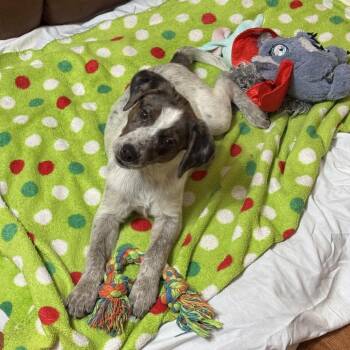Shepherd and Mixed Breed Dogs Available for Adoption in Falls Church, Virginia - Story Pup: Winnie | PetCurious