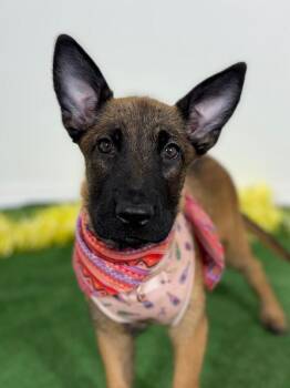 Belgian Shepherd Malinois and German Shepherd Dog Dogs Available for Adoption in Carlsbad, California - Leia-One Of Our Amazing Rescue Dogs | PetCurious