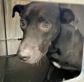 A827626 -  Retriever and Mixed Breed Dog for Adoption in San Antonio, Texas - A827626 | PetCurious