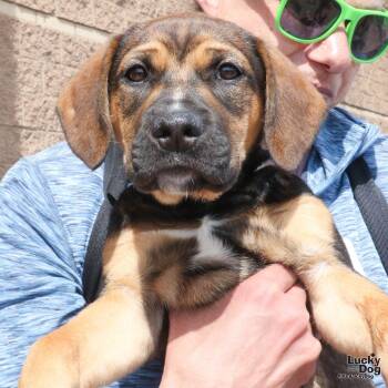 Shepherd and Retriever Dogs Available for Adoption - Collin | PetCurious