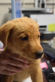 Golden Retriever and German Shepherd Dog Dogs Available for Adoption in Pahrump, Nevada - Tatertot (Mollie L582 P2) | PetCurious