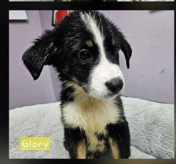 Glory Freedom -  Shepherd and Labrador Retriever Dog for Adoption in South Kingstown, Rhode Island - Glory Freedom | PetCurious
