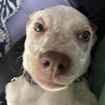 Mixed Breed Dogs Available for Adoption in Lenexa, Kansas - Elio | PetCurious