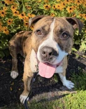 Chad -  American Bully Dog for Adoption in Batavia, Ohio - Chad | PetCurious