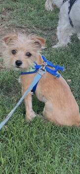 Cooper 2026-248 -  Yorkshire Terrier and Chihuahua Dog for Adoption in Winder, Georgia - Cooper 2026-248 | PetCurious