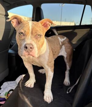 Rescue Pit Bull Terrier Dogs for Adoption in Eagle, Idaho - Creme Brulee **Courtesy Post. Out Of Town Pet. See Below For Det | PetCurious