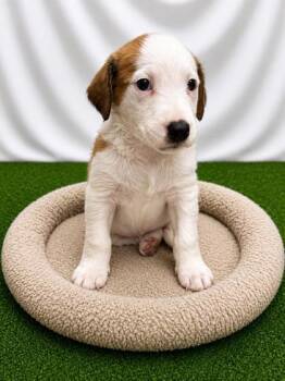 Redken -  Mixed Breed Dog for Adoption in Covington, Louisiana - Redken | PetCurious