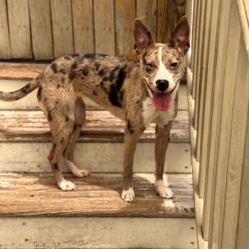 Yuki -  Catahoula Leopard Dog and Australian Cattle Dog Blue Heeler Dog for Adoption in New Orleans, Louisiana - Yuki | PetCurious