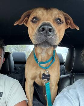 Rescue Yellow Labrador Retriever and Mixed Breed Dogs for Adoption in Carolina, Carolina - Mateo - The Smiley Guy | PetCurious