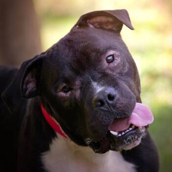 Rescue Pit Bull Terrier Dogs for Adoption in Belleville, Illinois - Quinton | PetCurious