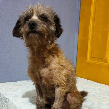 Schnauzer and Shih Tzu Dogs Available for Adoption in San Diego, California - PEQUE | PetCurious