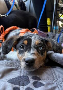 Hound and Corgi Dogs Available for Adoption in Trenton, New Jersey - Kirby | PetCurious