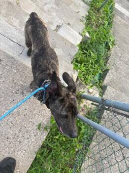 Dexter -  Mixed Breed Dog for Adoption in Cincinnati, Ohio - Dexter | PetCurious