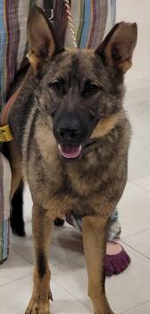 Kyro 7406 -  German Shepherd Dog Dog for Adoption in Centreville, Virginia - Kyro 7406 | PetCurious