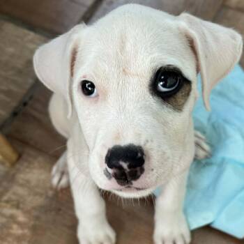 Boxer and Labrador Retriever Dogs Available for Adoption - Salty | PetCurious
