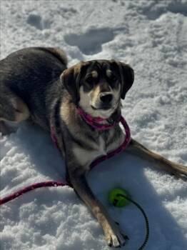 Chesapeake Bay Retriever and Beagle Dogs Available for Adoption - ROY | PetCurious