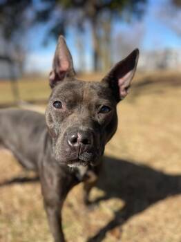 Onyx -  Pit Bull Terrier Dog for Adoption in Springfield, Illinois - Onyx | PetCurious