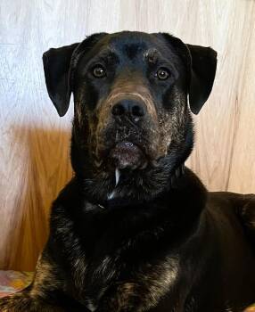Rescue Mastiff and Labrador Retriever Dogs for Adoption in West Richland, Washington - Tank | PetCurious
