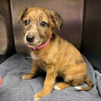 JellyFish Jelly -  Husky and German Shepherd Dog Dog for Adoption in Northbrook, Illinois - JellyFish Jelly | PetCurious