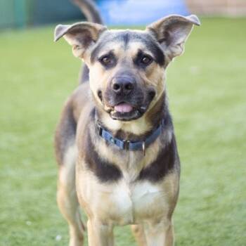 Rescue Shepherd Dogs for Adoption in Melbourne, Kentucky - Benzo | PetCurious