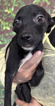 Rescue Terrier and Mixed Breed Dogs for Adoption in San Antonio, Texas - Hedgehog | PetCurious