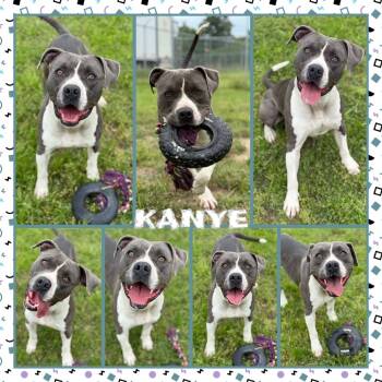 Rescue Pit Bull Terrier Dogs for Adoption in Fort Smith, Arkansas - Kanye | PetCurious