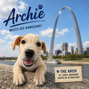 Archie -  Terrier Dog for Adoption in Valley Park, Oklahoma - Archie | PetCurious