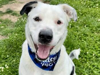 Labrador Retriever and Mixed Breed Dogs Available for Adoption in Pueblo, Colorado - KNOX | PetCurious