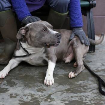 Ebenezer -  Mixed Breed Dog for Adoption in Chamblee, Georgia - Ebenezer | PetCurious