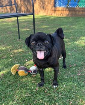 Hailey -  Pug Dog for Adoption in Temecula, California - Hailey | PetCurious