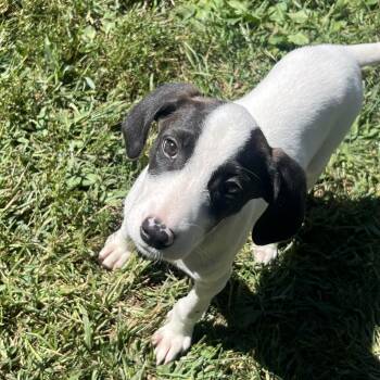 Rescue Mixed Breed Dogs for Adoption in South Charleston, Ohio - Orion | PetCurious